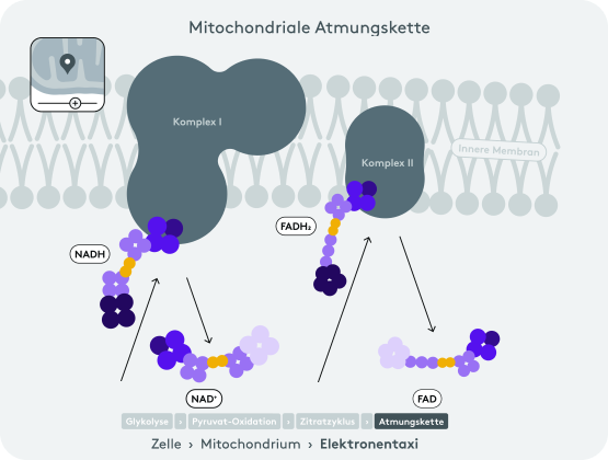 NADH sammelt aus Glykose, Pyruvat-Oxidation, Zitratzyklus, transportiert Elektronen zur inneren Mitochondrienmembran an Komplex 1
