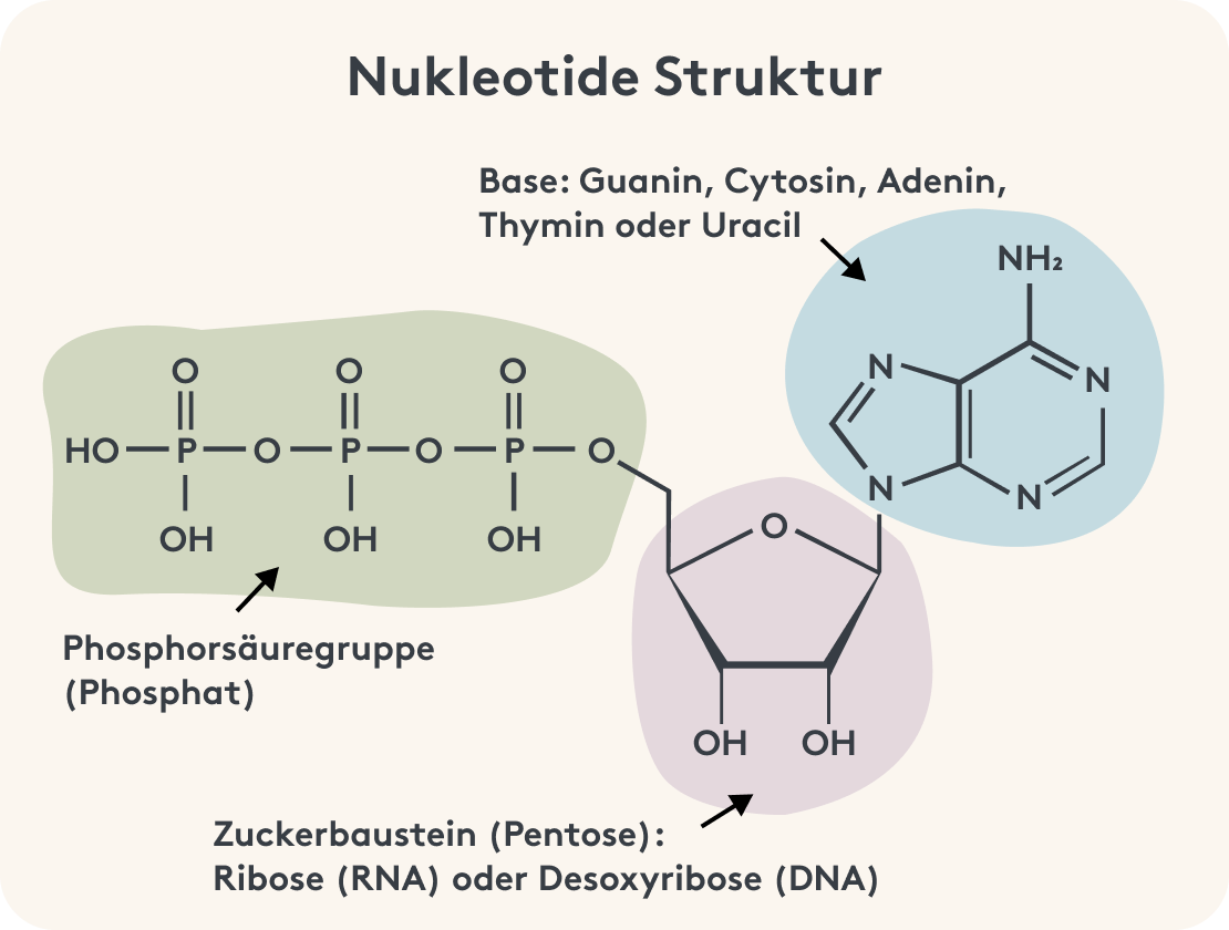 Grafische Darstellung der Struktur von Nukleotiden