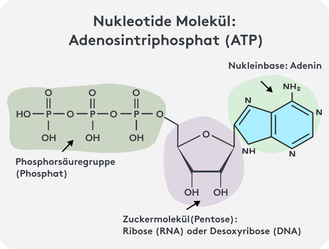 Nukleotide Molekül ATP Adenin Phosphatgrupppen, Grafik