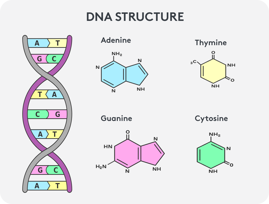 DNA-Struktur, Basen und Nukleotide