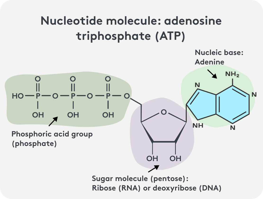 Nucleotide molecule ATP adenine phosphate groups, graphic