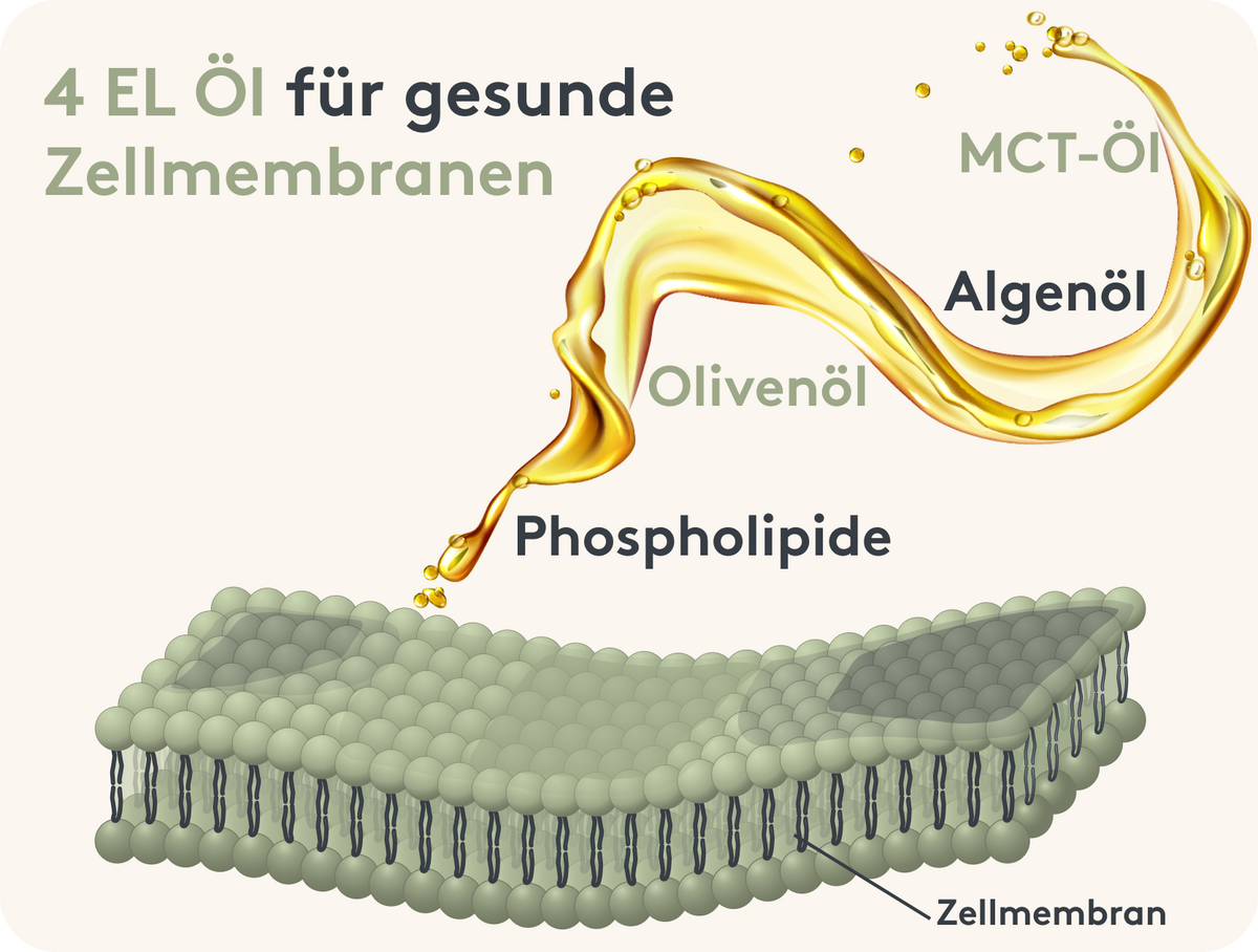 Übersicht vier wichtiger Öle für die tägliche Ernährung