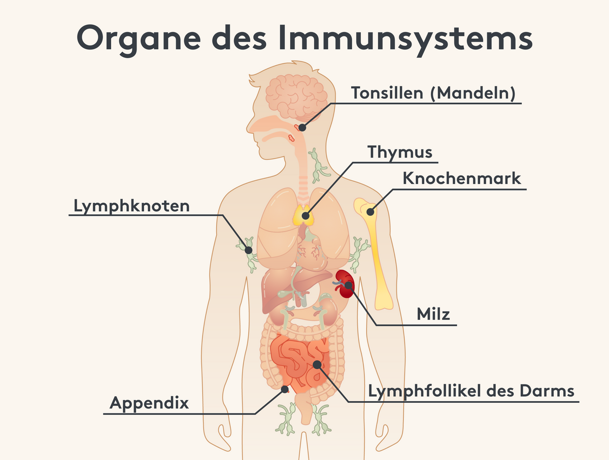 Darstellung der Organe des Immunsystems Bild Beschreibung