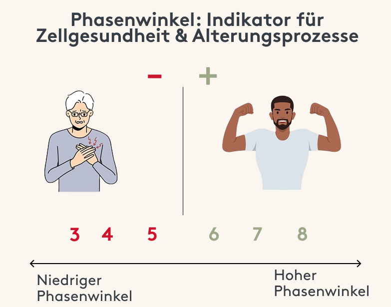 Phasenwinkel Infografik Zellgesundheit Indikator