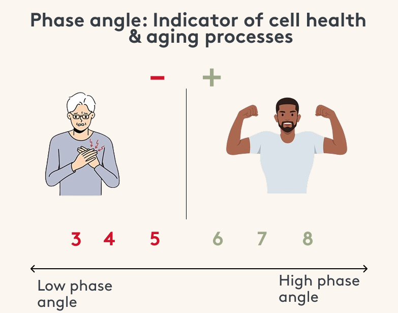 Phasewinkel-Infografik als Indikator für die Zellgesundheit