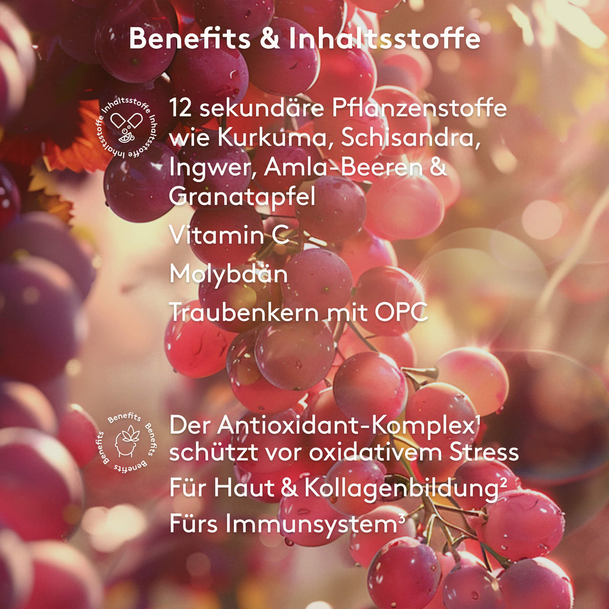 Benefits und Inhaltstoffe MITOcare Polyphenole