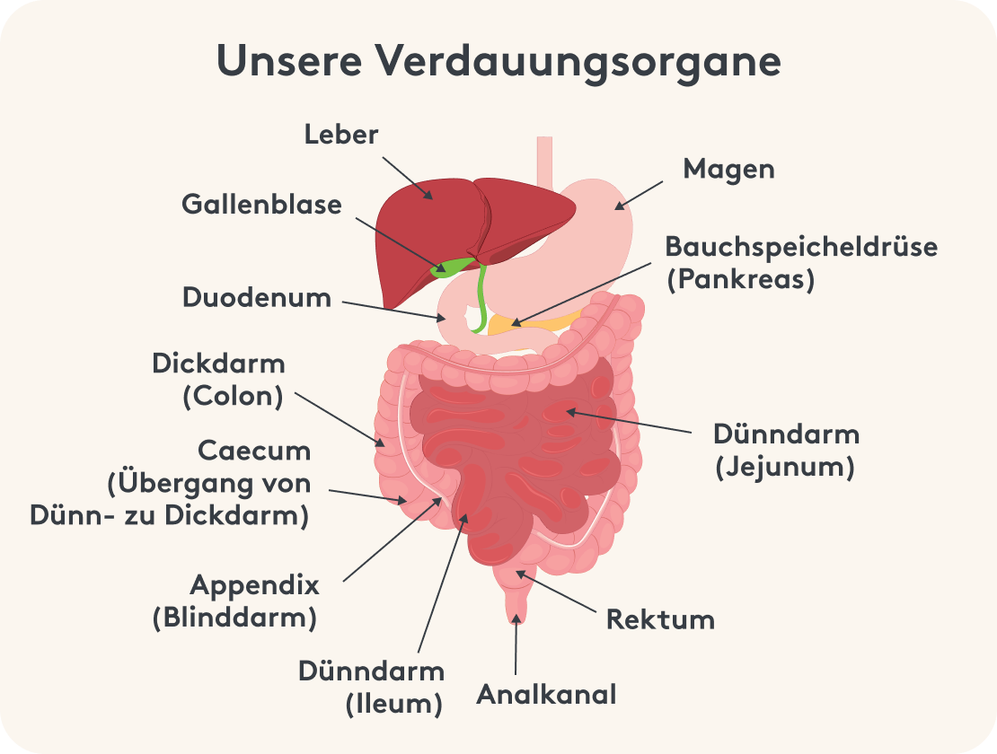 Unsere Verdauungsorgane Bild Infografik