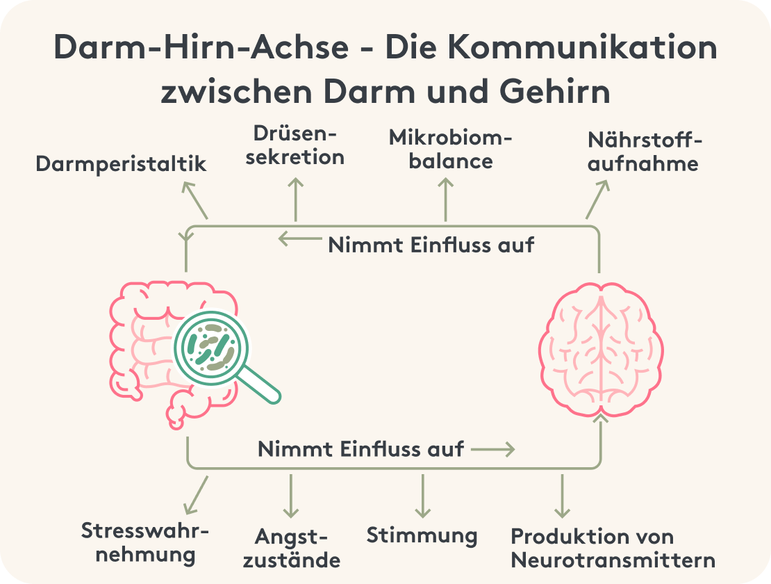Präbiotika Darm-Hirn Achse Bild Infografik Erklärung