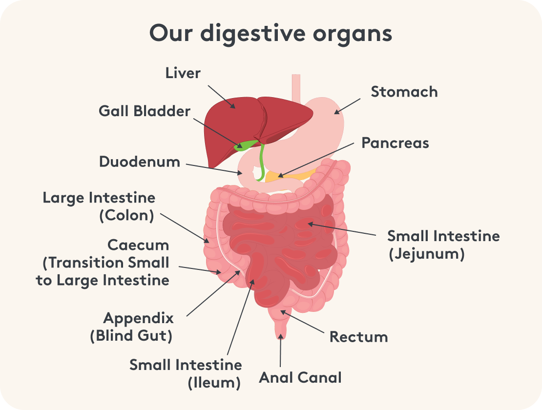 Our Digestive Organs Infographic