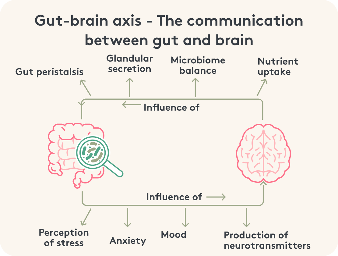 Prebiotics gut-brain axis image infographic explanation