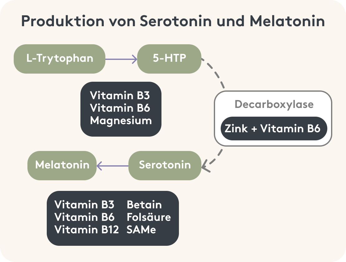 Grafische Darstellung des Produktionsprozesses von Serotonin