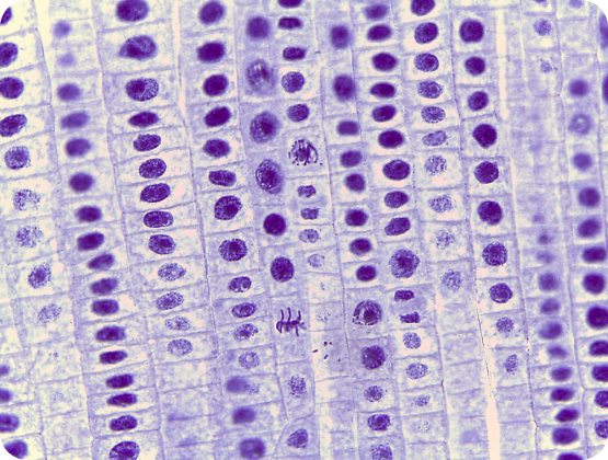 Stammzellfunktion, Gewergeneration