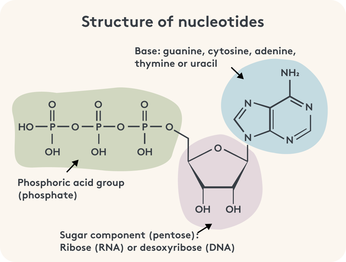 Graphische Darstellung der Struktur von Nukleotiden