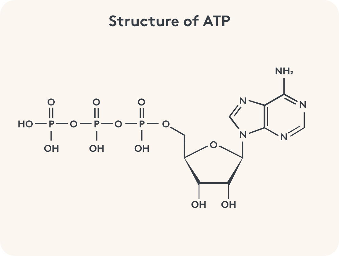 Graphical representation of the structure of ATP