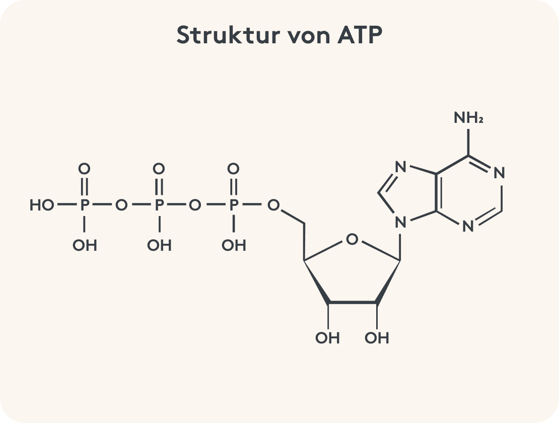 Grafische Darstellung der Struktur von ATP