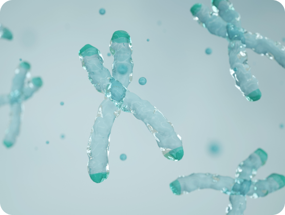Telomererhalt, Darstellung von blauen Telomeren