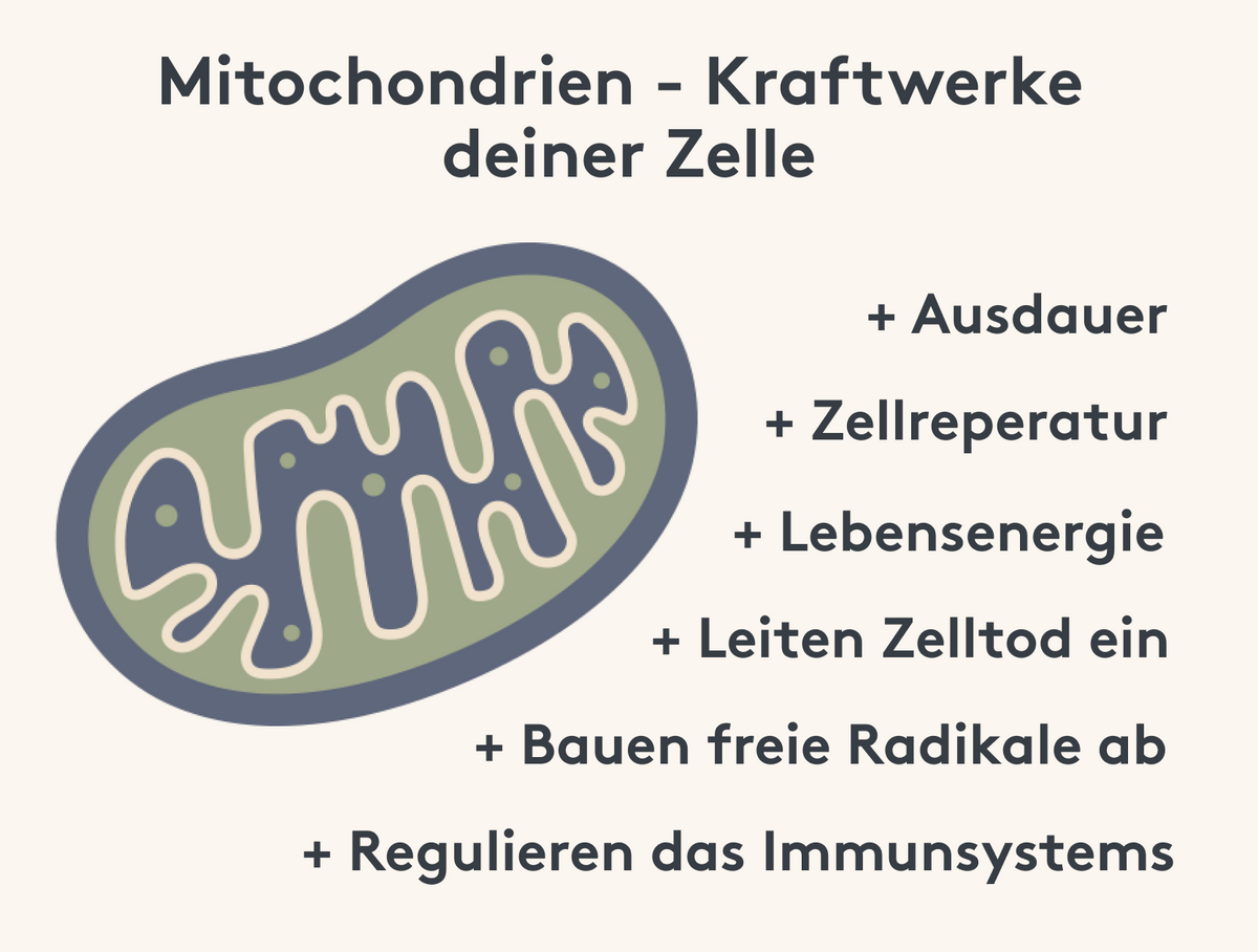 Wassermelone Ernährung Hitze