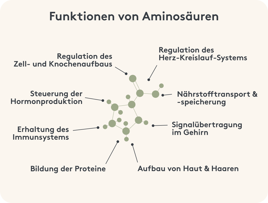 infografik zu funktionen von aminosäuren