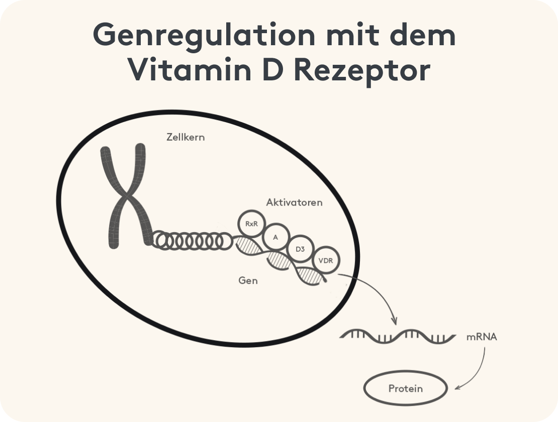 Genregulation mit dem Vitamin D Rezeptor, grafische Darstellung