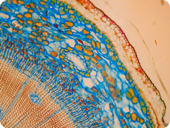 Zellen Verlauf, Gesunde Zellen, Mitochondrien