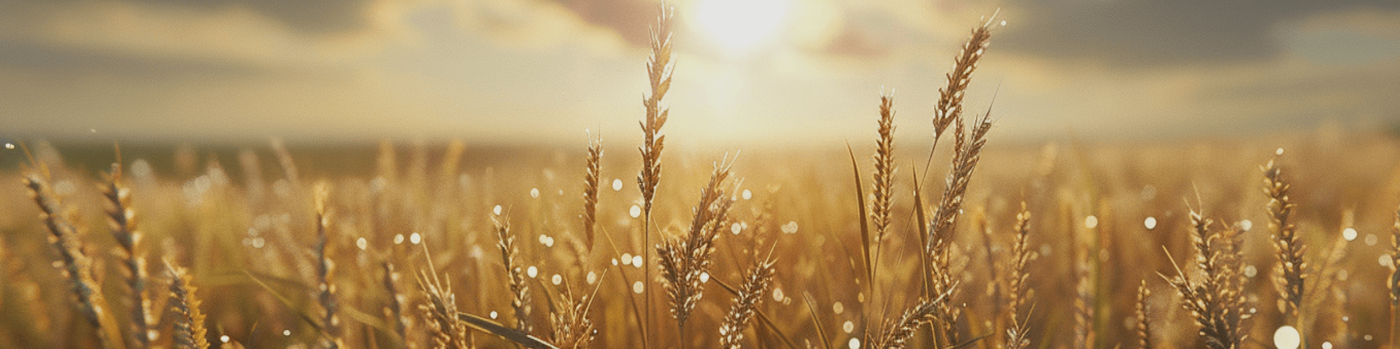 Kornfeld mit Gluten, Gersten, Glutenunvertraeglichkeit