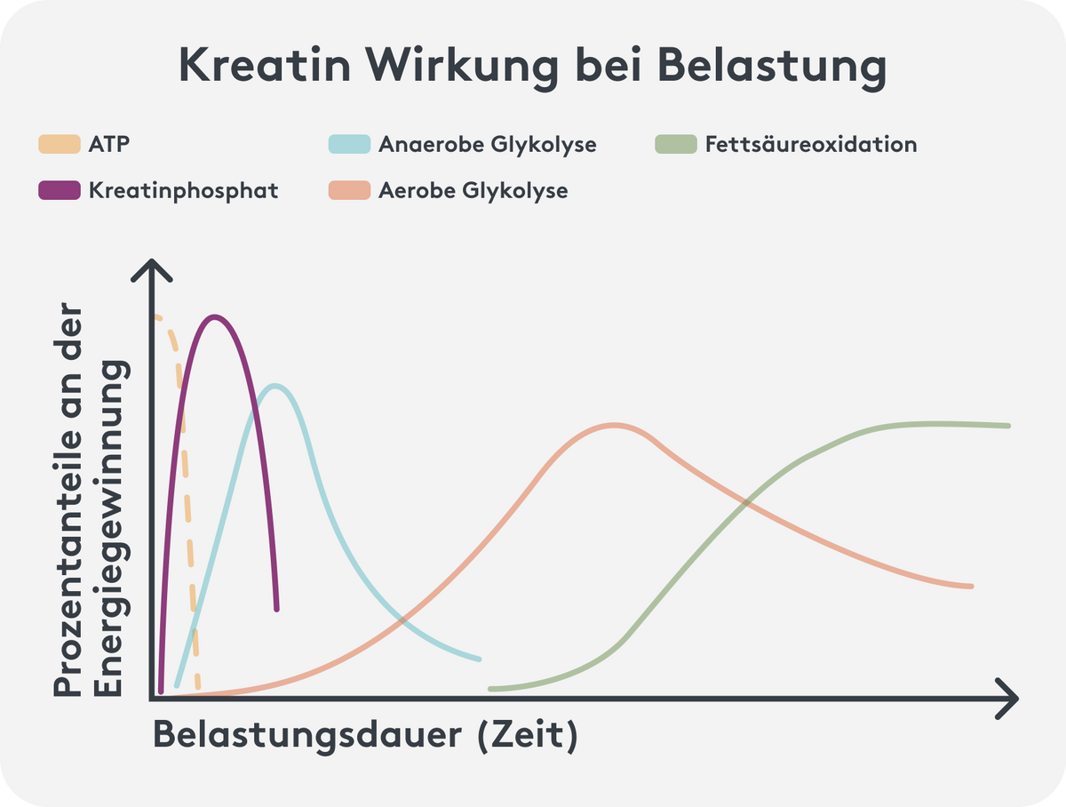 Kreatin Wirkung bei Belastung Grafik