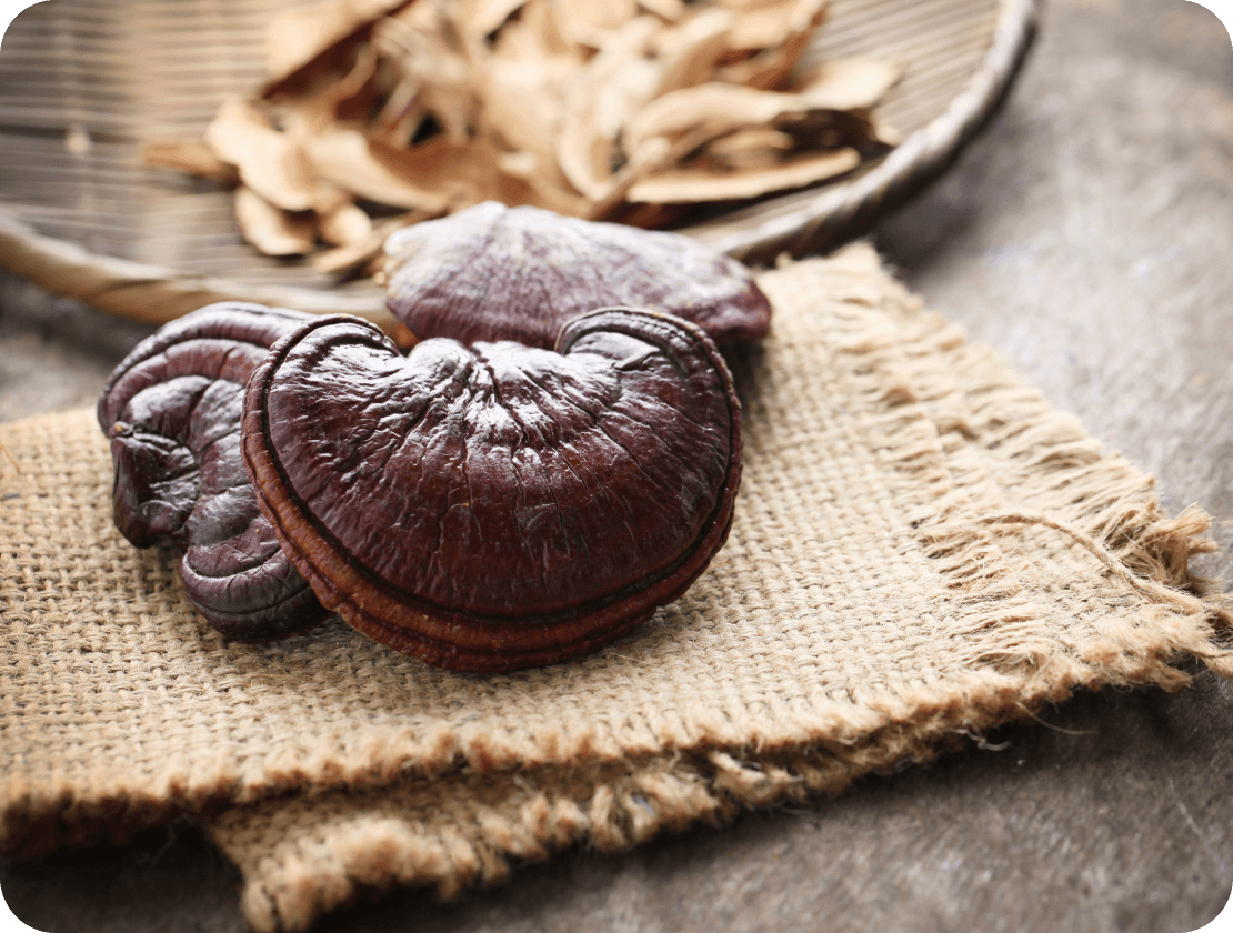 Ling-Zhi (Reishi) Vitalpilz Heilpflanze Bild