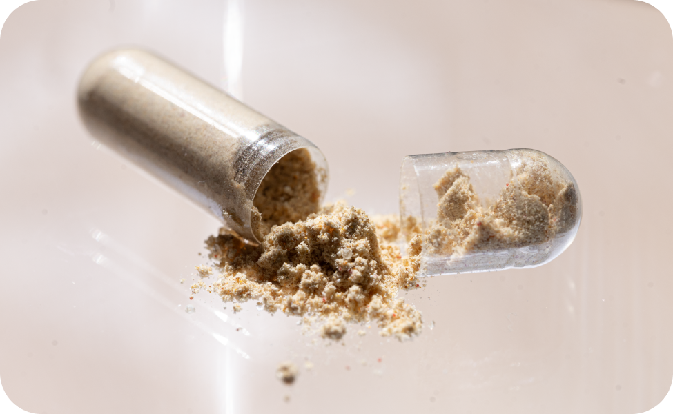 Inhalt von Kapsel auf heller flache, Pulver in Kapseln, Nahrungserganzungsmittel und lactose
