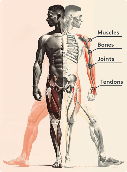 Muscles, bones, joints, tendons Localization Image