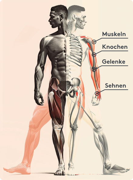 Muskeln, Knochen, Gelenke, Sehnen Lokalisierung Bild