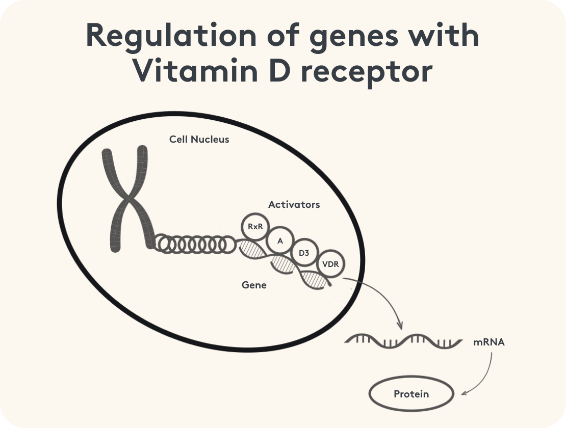 Gene regulation via the vitamin D receptor, graphical representation