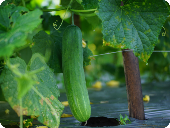 Wassermelone Ernährung Hitze