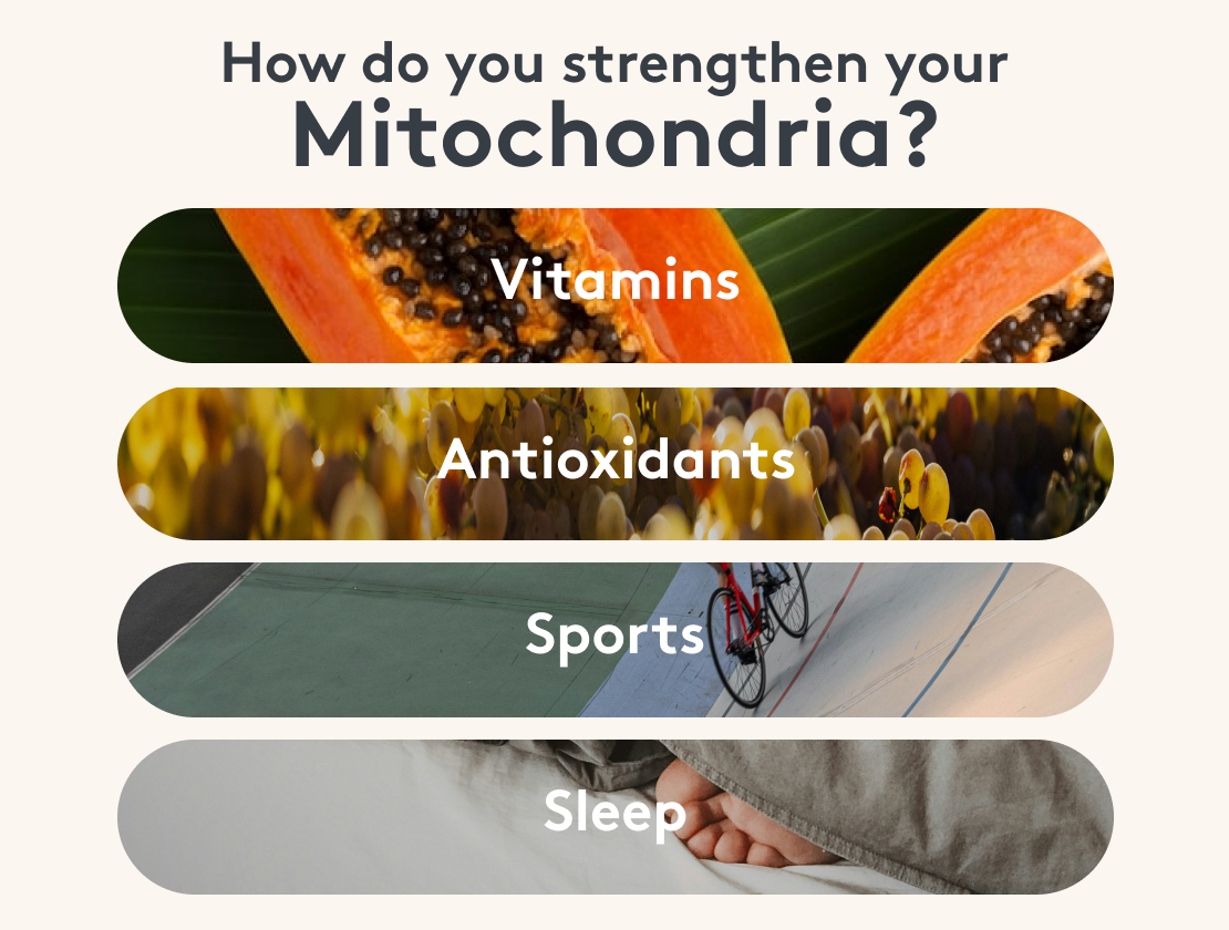 Infographic Mitochondria Strengths Vitamins Antioxidants Exercise Sleep
