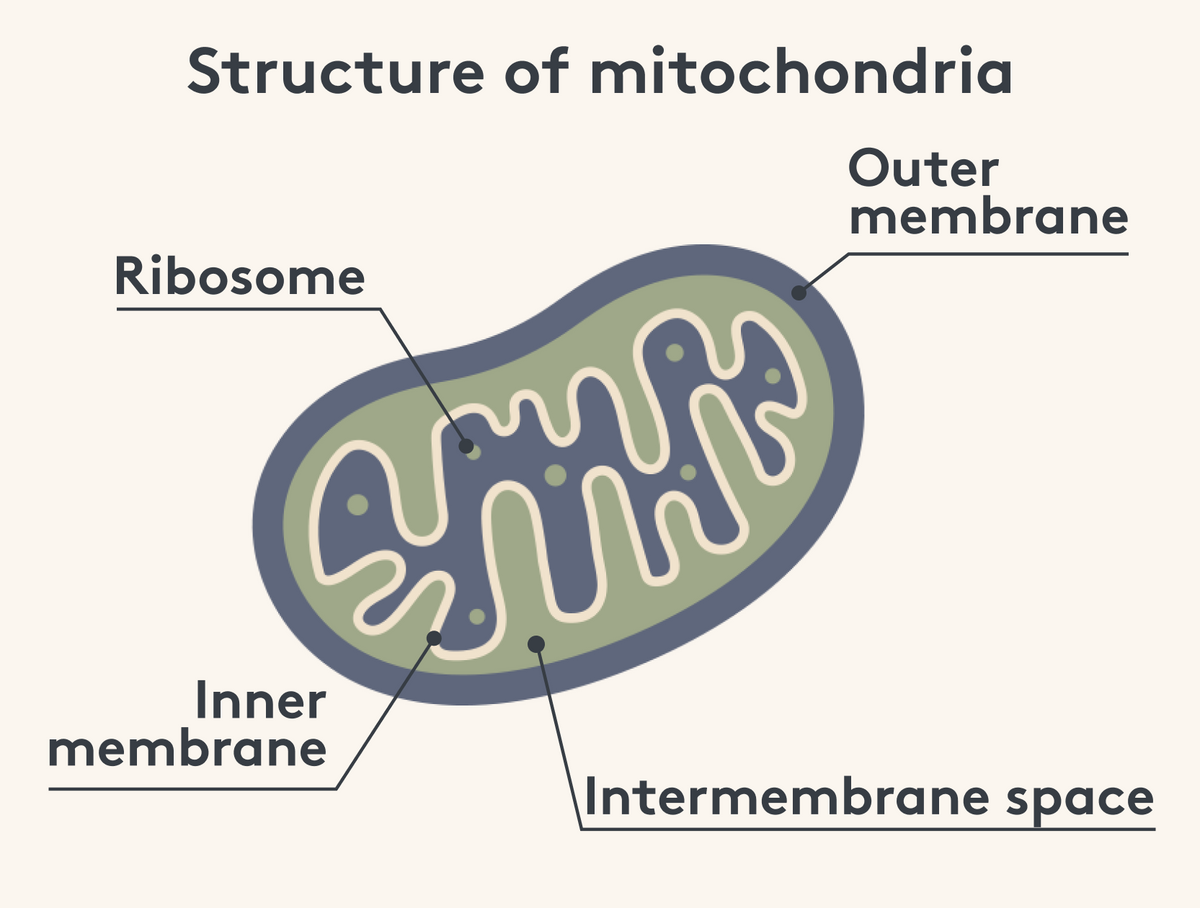 Structure of a Mitochondrion with a double membrane
