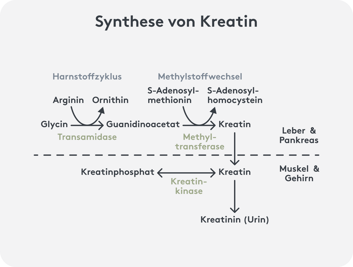 Synthese Kreatin Grafik