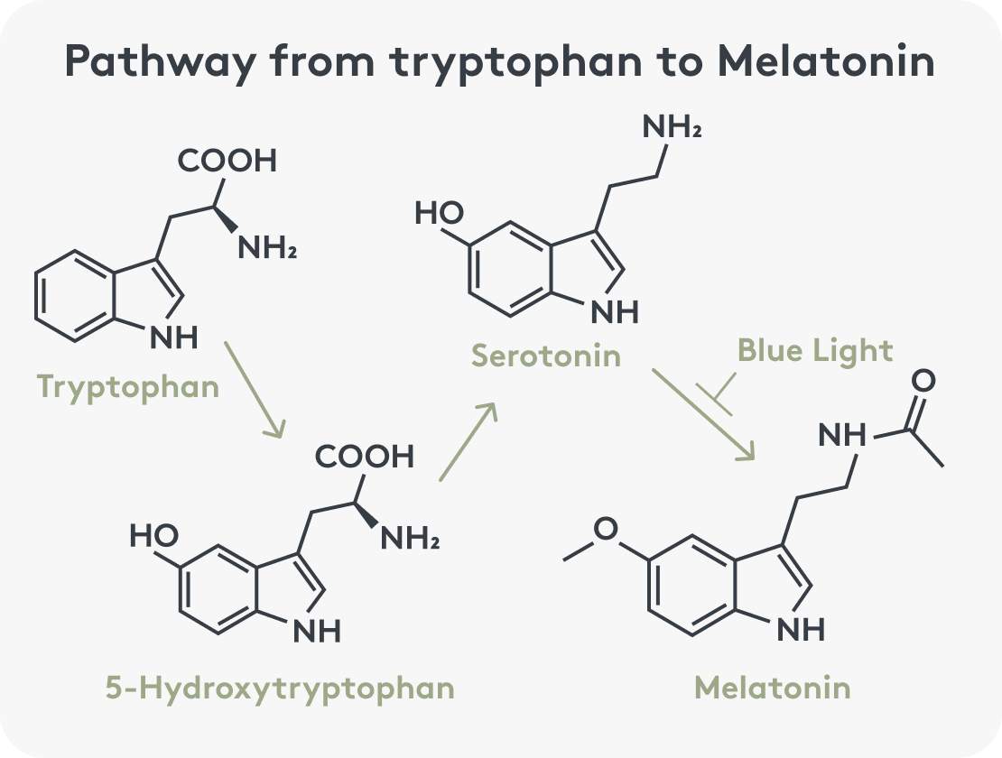 Graphic representation of the pathway from tryptophan to melatonin